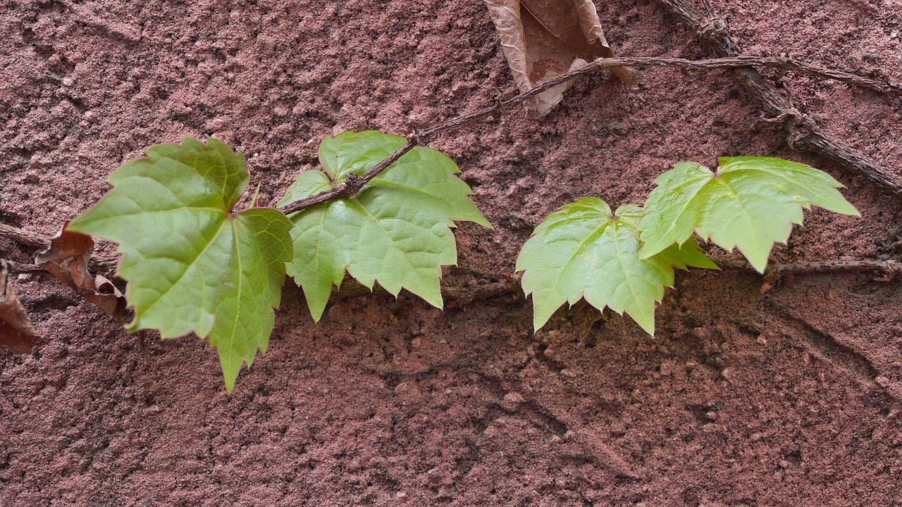 最新葉菜型紅薯品種，種植優(yōu)勢與廣闊的應(yīng)用前景