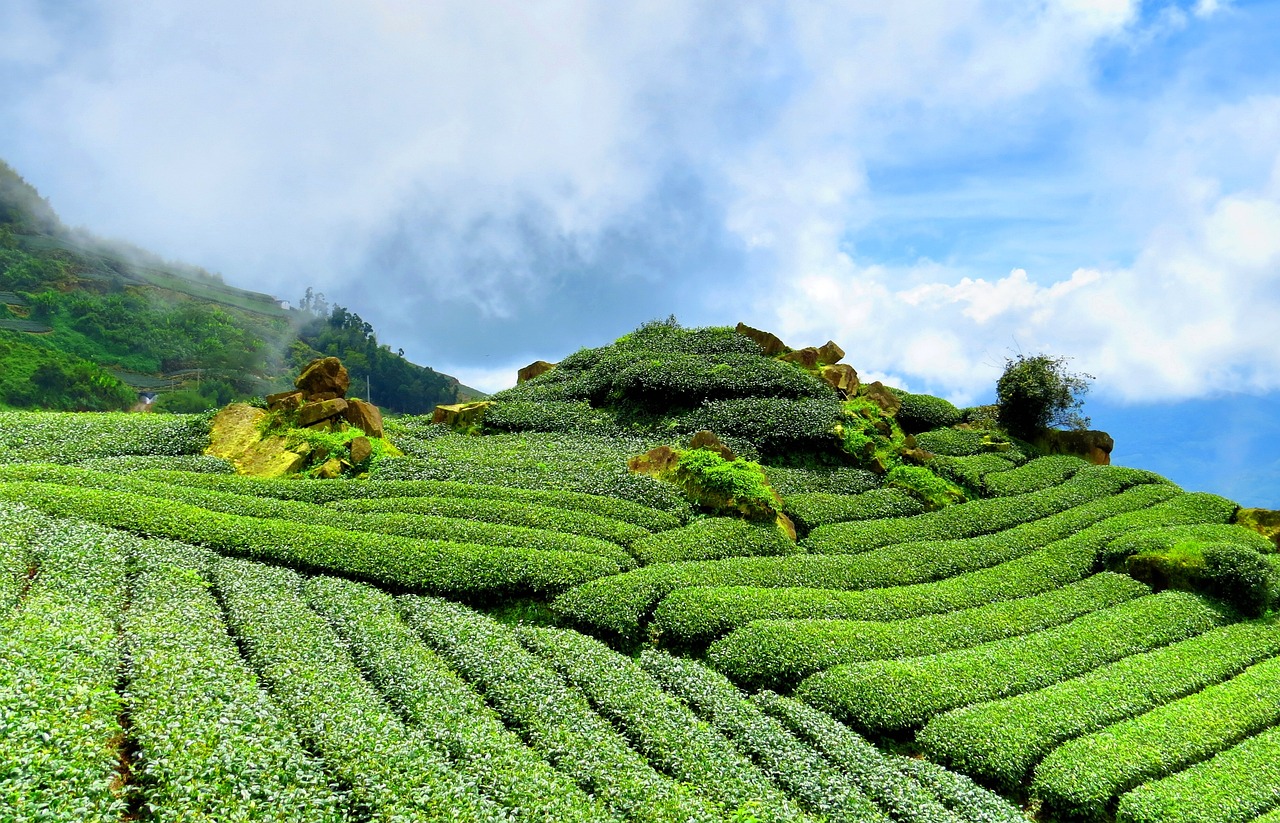 中國苗木價格信息網(wǎng)，連接供需，助力綠色經(jīng)濟發(fā)展